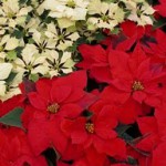 Poinsettias