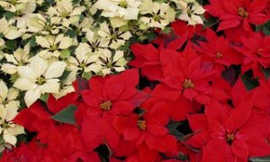 Poinsettias