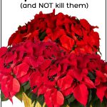 How-Not-to-Kill-Your-Poinsettias